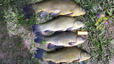 Tench