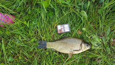 Prussian carp