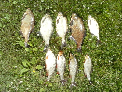 Carp bream