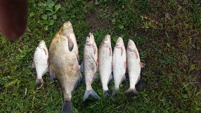Carp bream