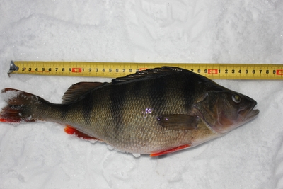 Eurasian perch