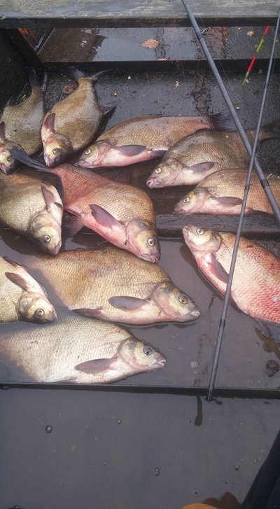 Carp bream