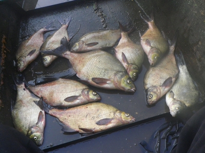 Carp bream
