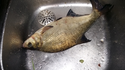 Carp bream
