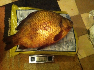 Crucian carp