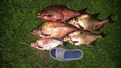 Carp bream
