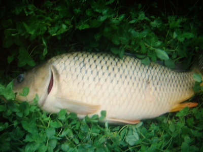 Mirror carp