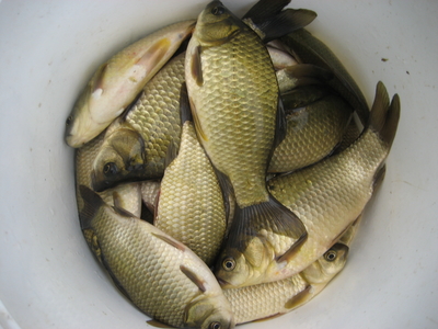 Crucian carp