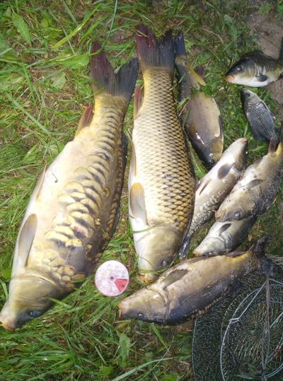 Mirror carp