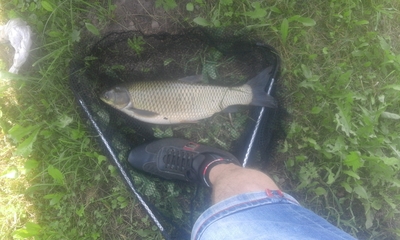 Grass carp