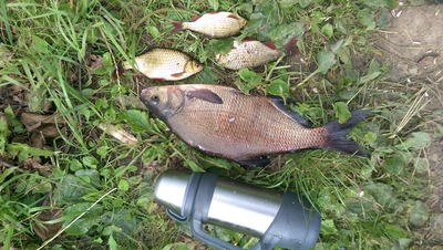 Carp bream