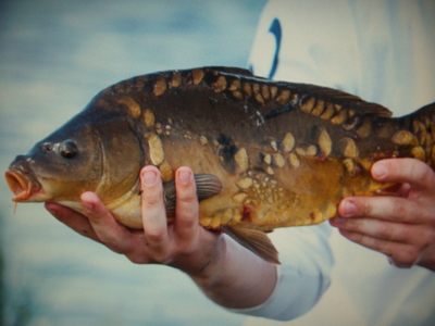 Mirror carp