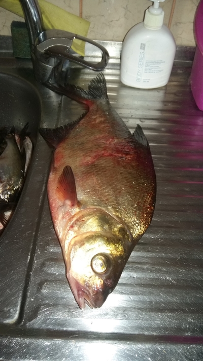Carp bream