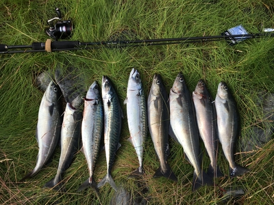Mackerel