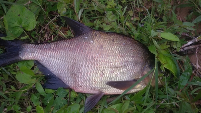 Carp bream