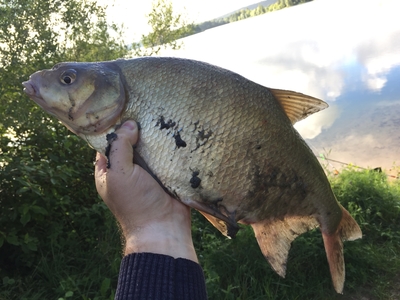 Carp bream