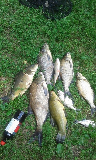 Carp bream