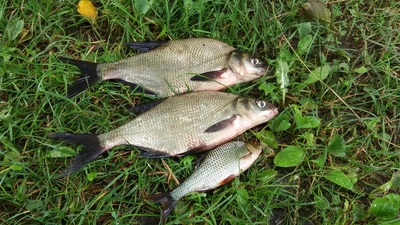 Carp bream
