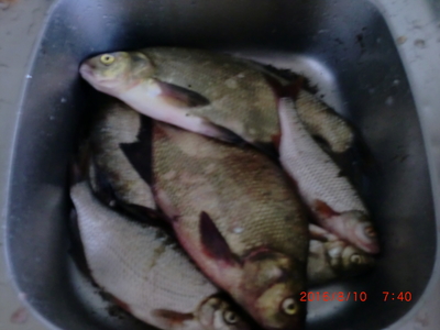Carp bream