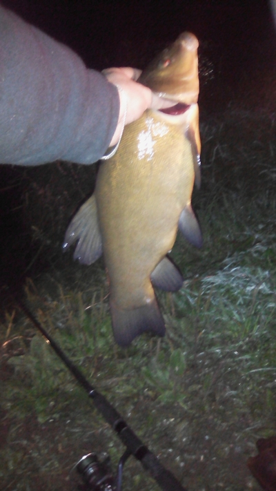 Tench