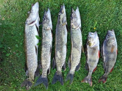 Northern Pike