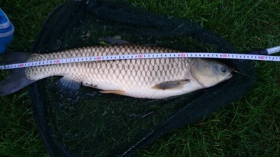 Grass carp