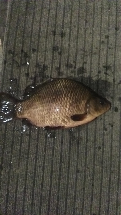 Prussian carp
