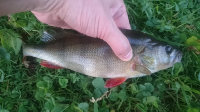Eurasian perch