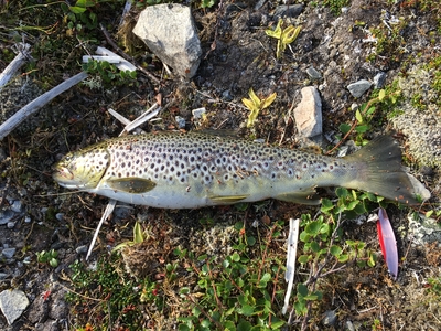 Brown Trout