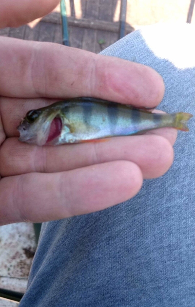 Eurasian perch