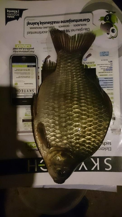 Prussian carp