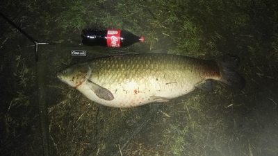Grass carp
