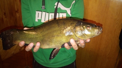 Tench