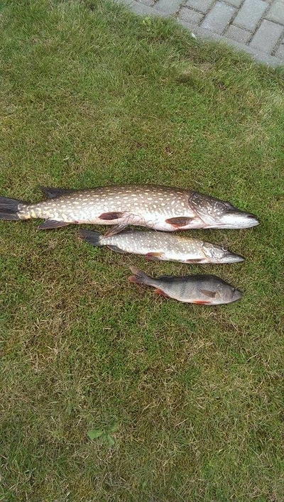 Northern Pike