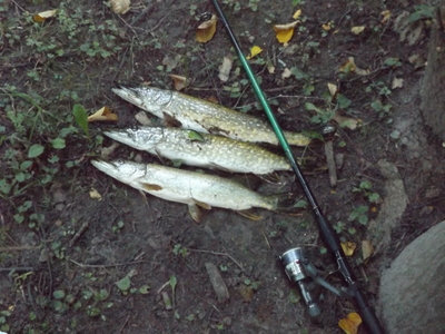 Northern Pike