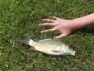 Mirror carp