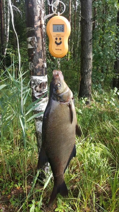 Carp bream