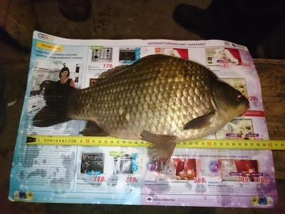 Prussian carp