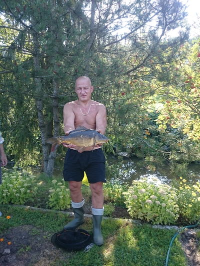 Mirror carp