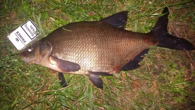Carp bream
