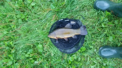 Tench