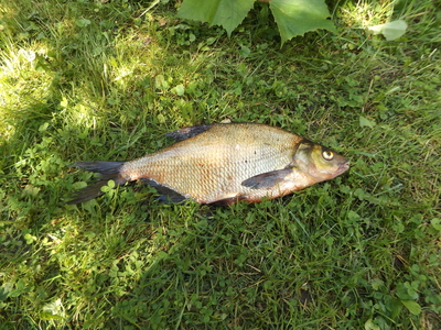Carp bream