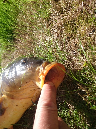 Mirror carp