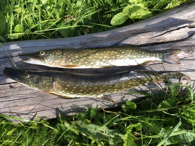 Northern Pike