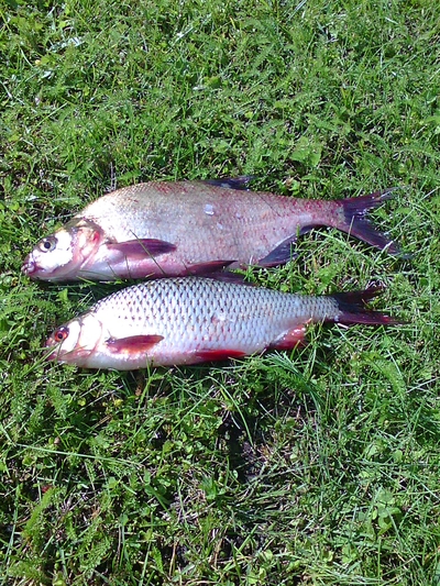 Carp bream