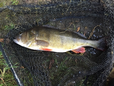 Eurasian perch