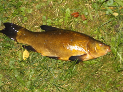 Tench