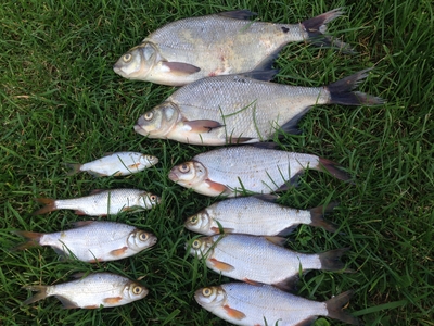 Carp bream