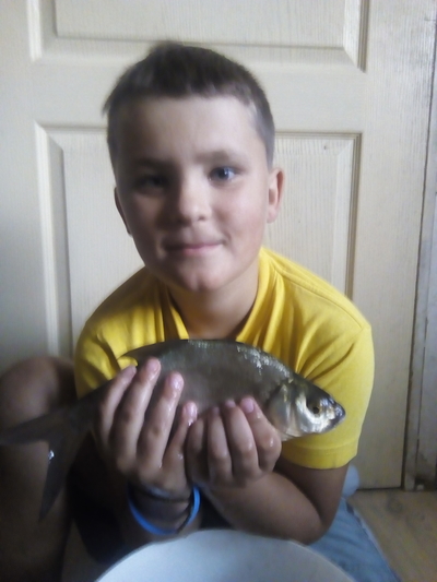 Silver Bream