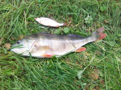 Eurasian perch